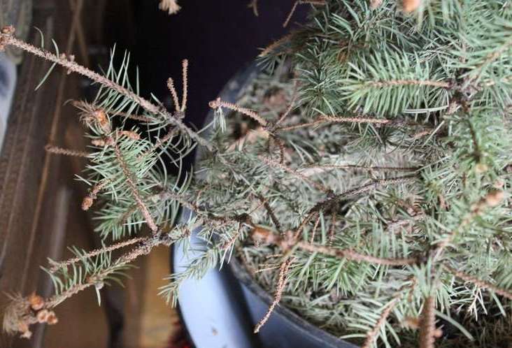 Пожелтение и осыпание хвоинок связано со слишком высокой температурой содержания елки в зимний период